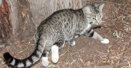 20-gata