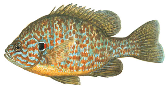 18-iliopsaro