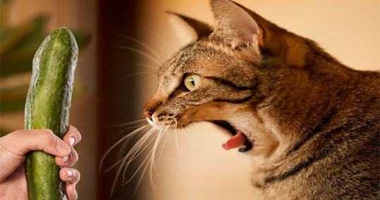08-gata