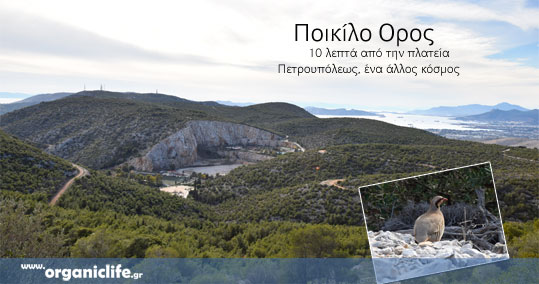 16-poikilo-oros