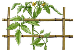 12-ntomata-9