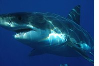 shark