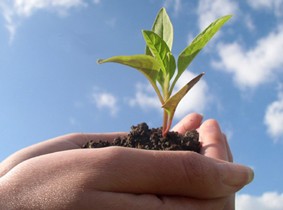 grow