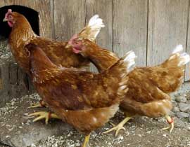 eggs