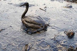 mexiko_oil