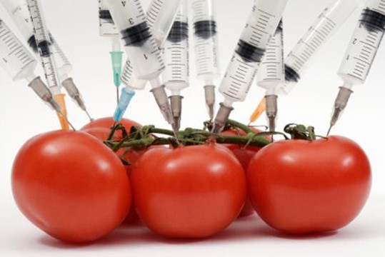 gmo_tomatoes