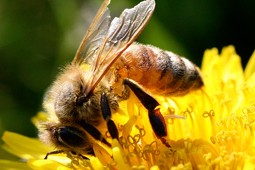 bees