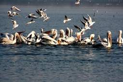 kerkini_9x6