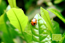 organic_9