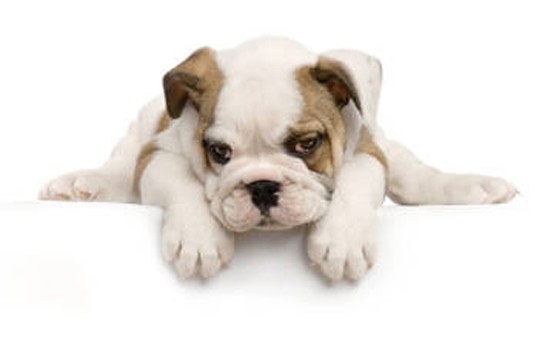 dog