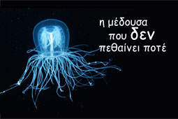 10-turritopsis-nutricula-9