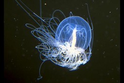turritopsis-nutricula_9