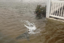 shark_9