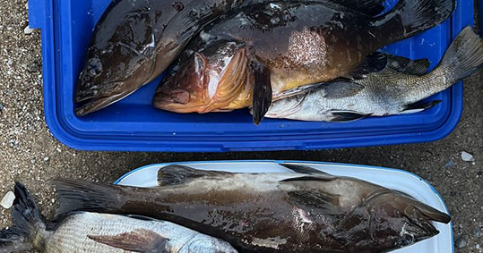 27-paranomos-alieas-xaxos