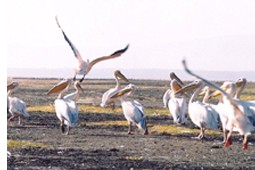 birds