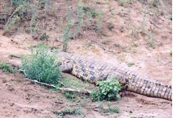 crocodile