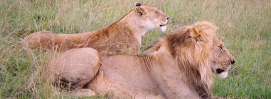 lion