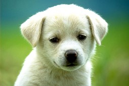 dog_9
