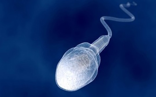 sperm_19