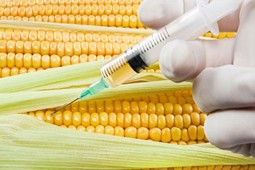 gmo_9