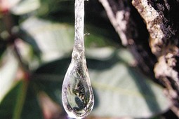 mastic_9