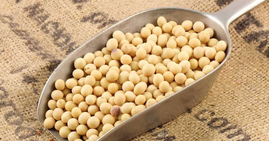 02-soya