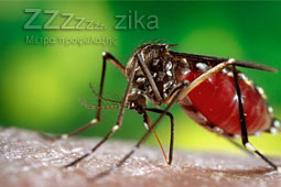 30-zika-9