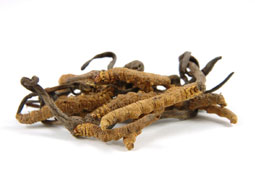 10-cordyseps-9