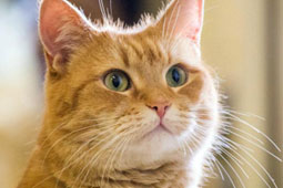 06-gatos-9