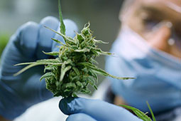 03-cannab-9