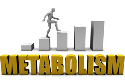 21-metabolismos-9
