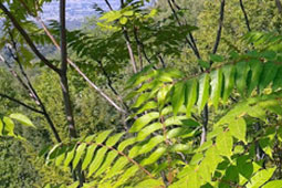 30-bromokaridia-9