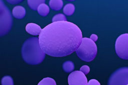 03-Candida-9
