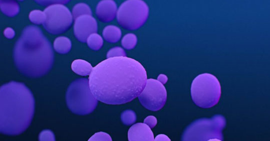 03-Candida