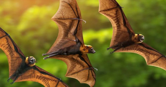 10-nihterides
