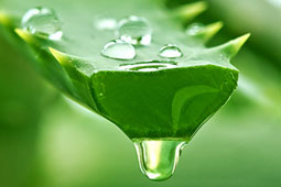 11-aloe-9