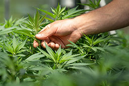 23-cann-9