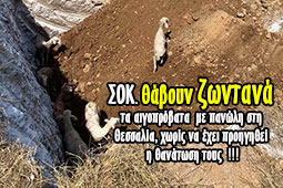 24-aigoprobata-thaboun-zontana-panoli-9
