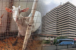 31-ampelokipoi-zoa-16-orofo-9