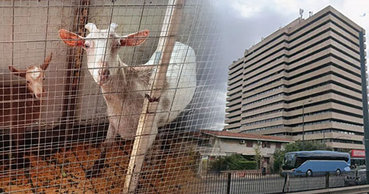 31-ampelokipoi-zoa-16-orofo